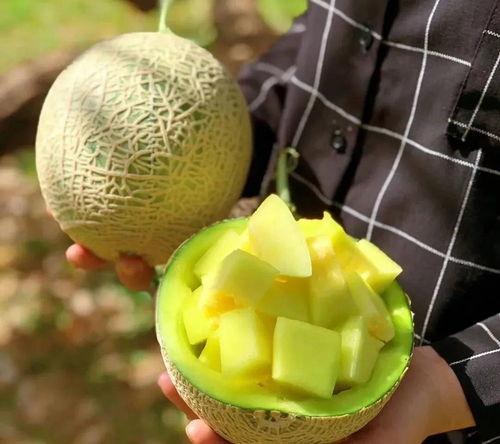 娱乐圈吃瓜名称